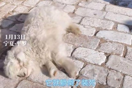 宁夏“装死小羊”身价飙升至30万！主人取名“羊肉串”